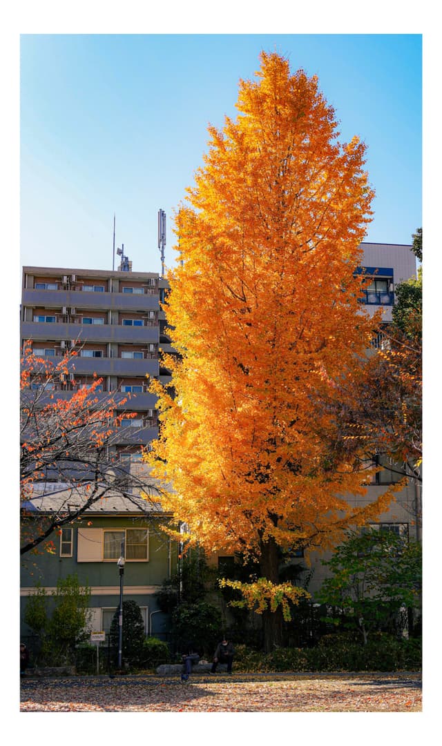 中央区立箱崎公園