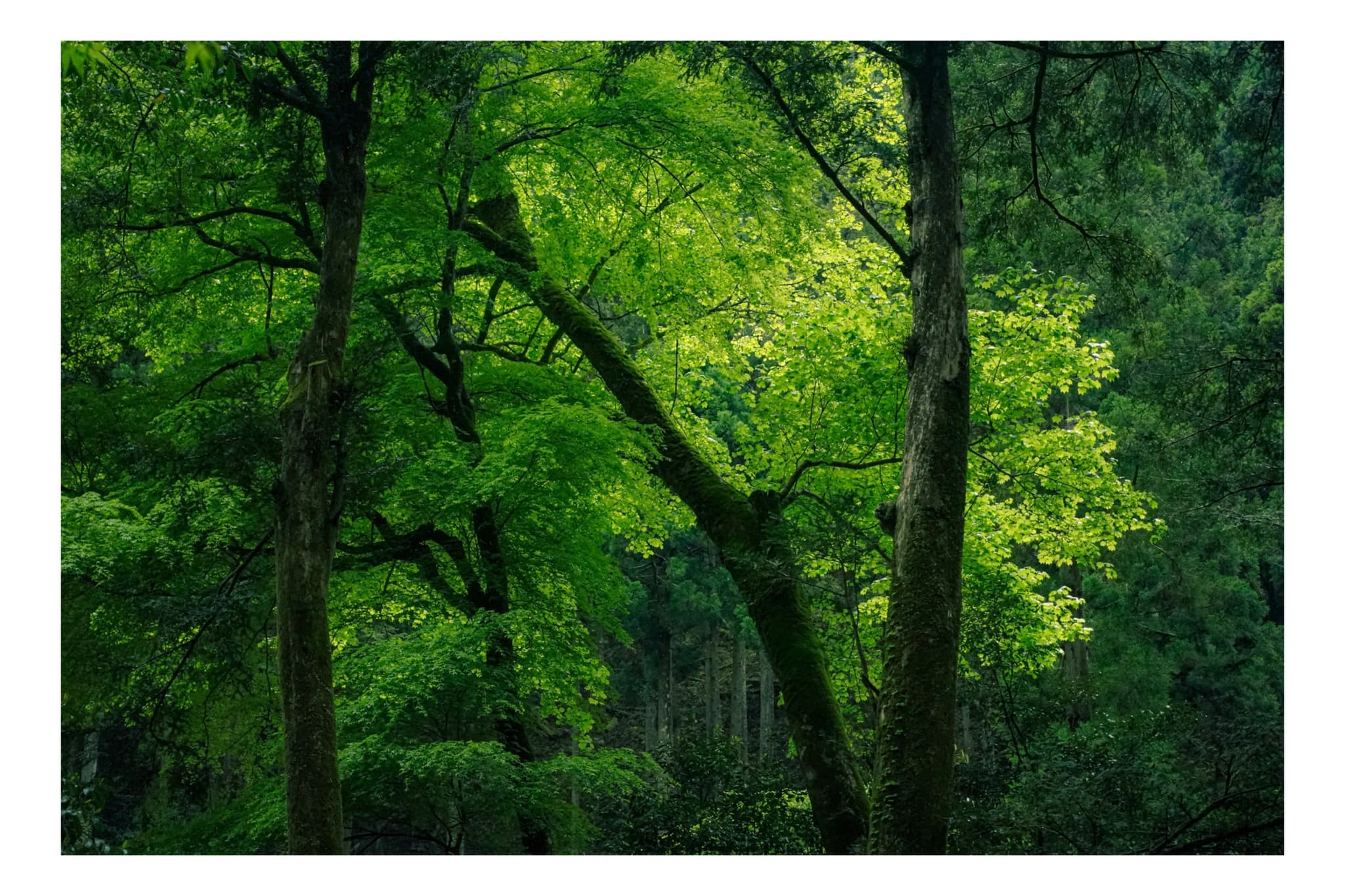 貴船神社