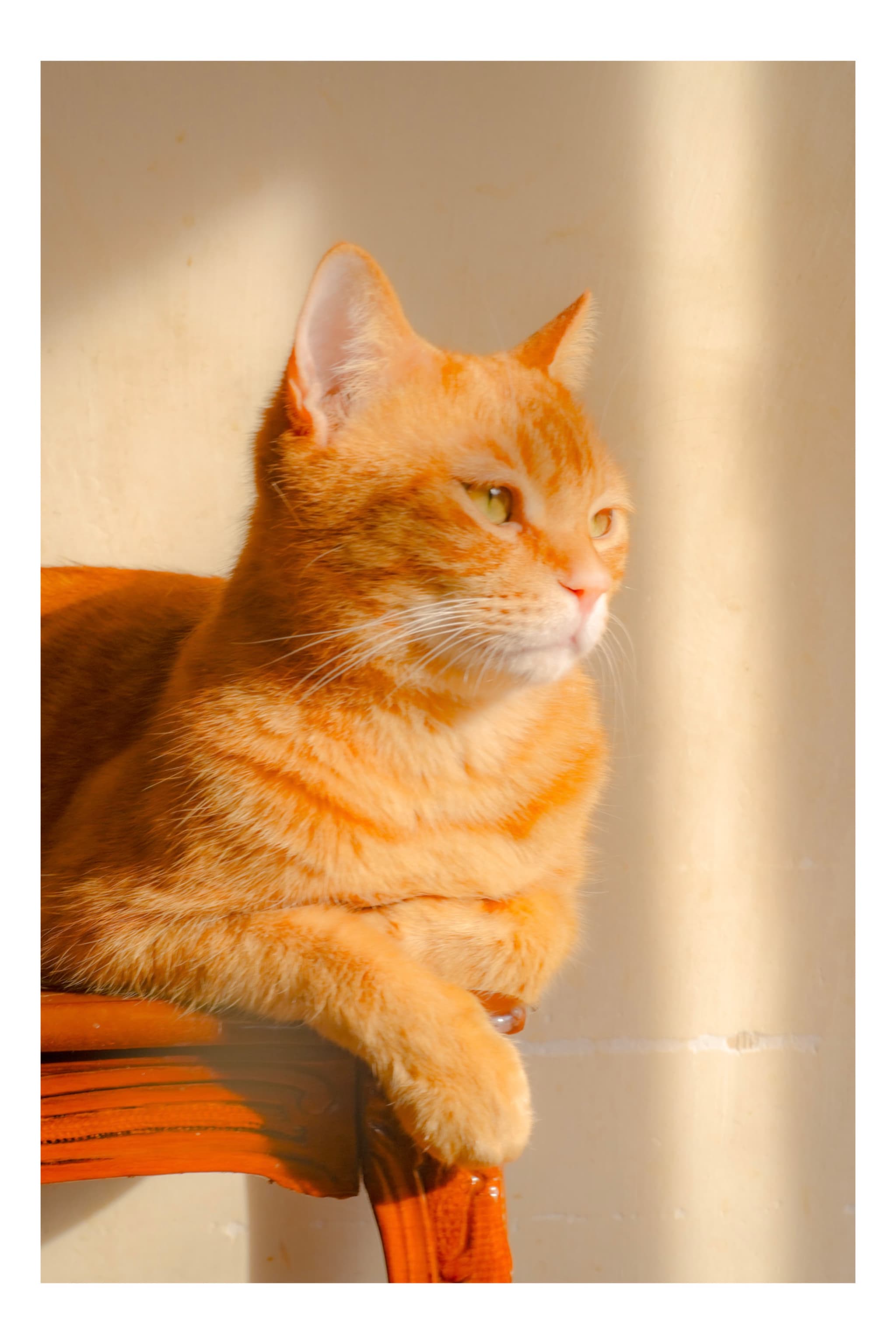 猫カフェ