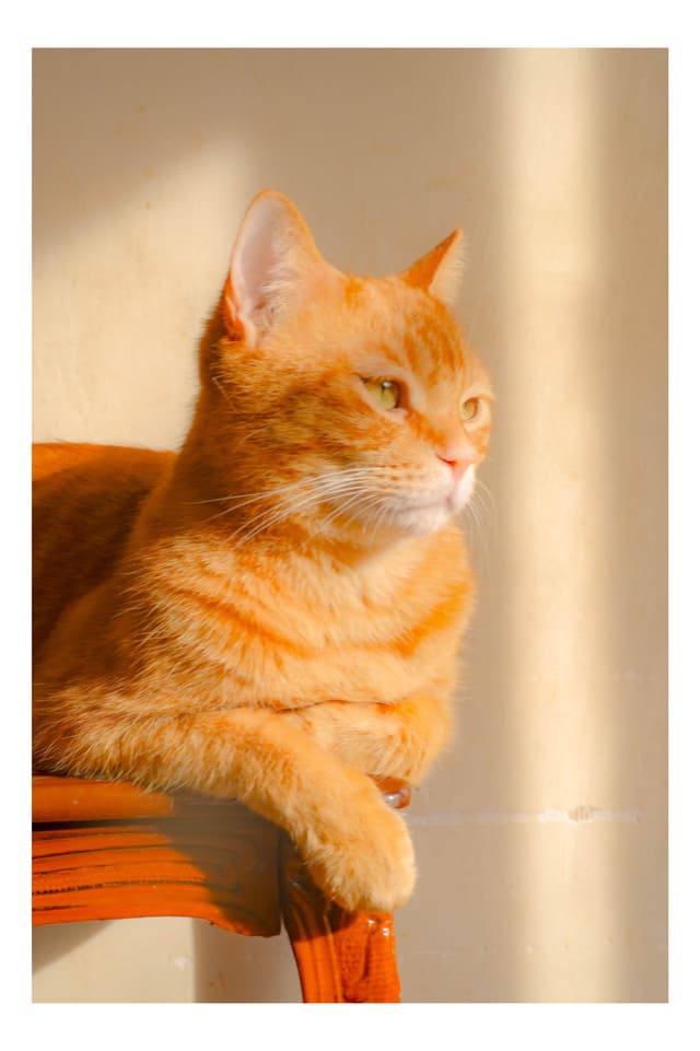猫カフェ