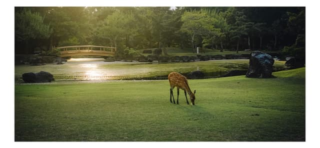 奈良公園