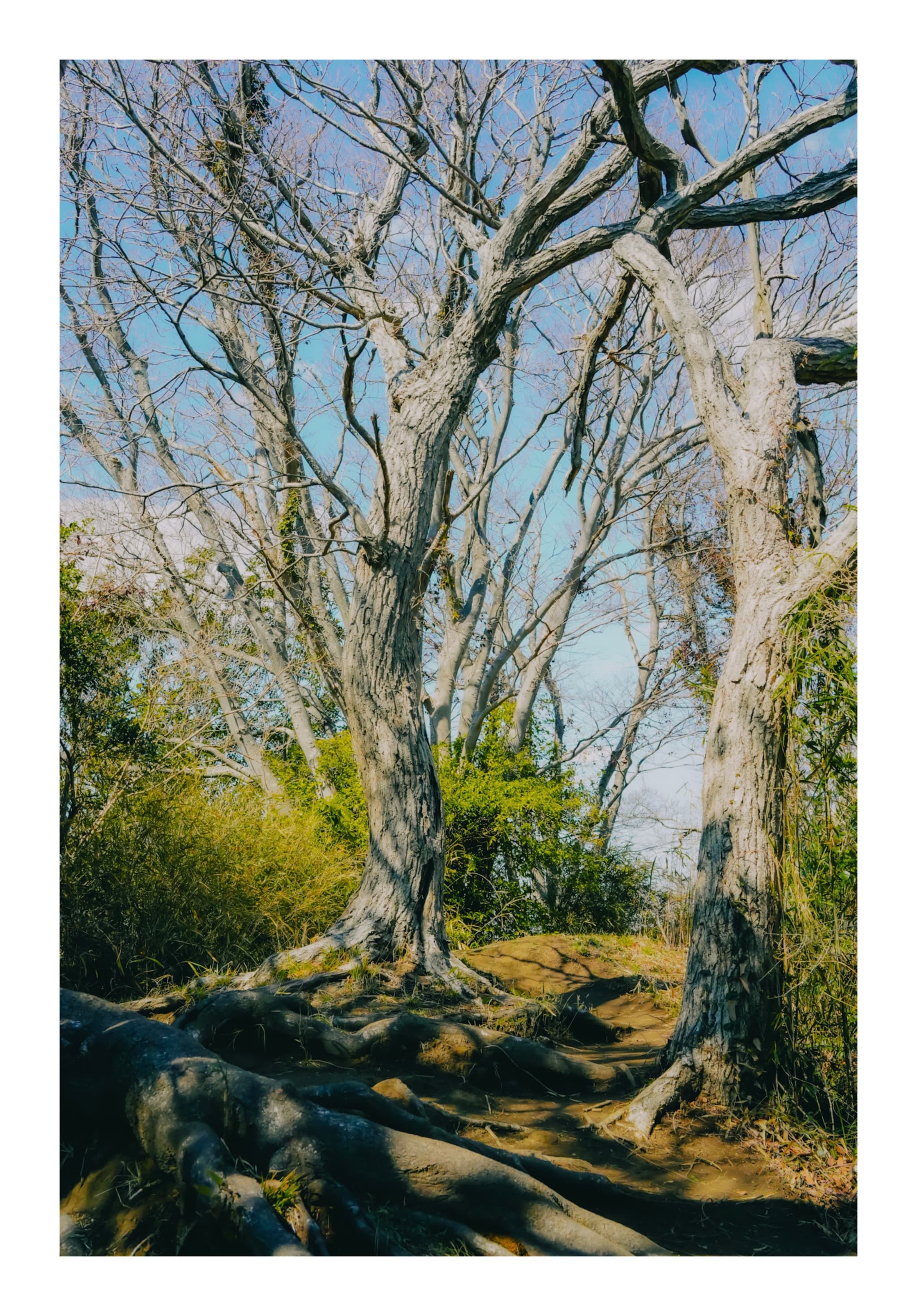 仙元山