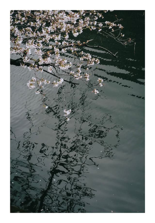 目黒川