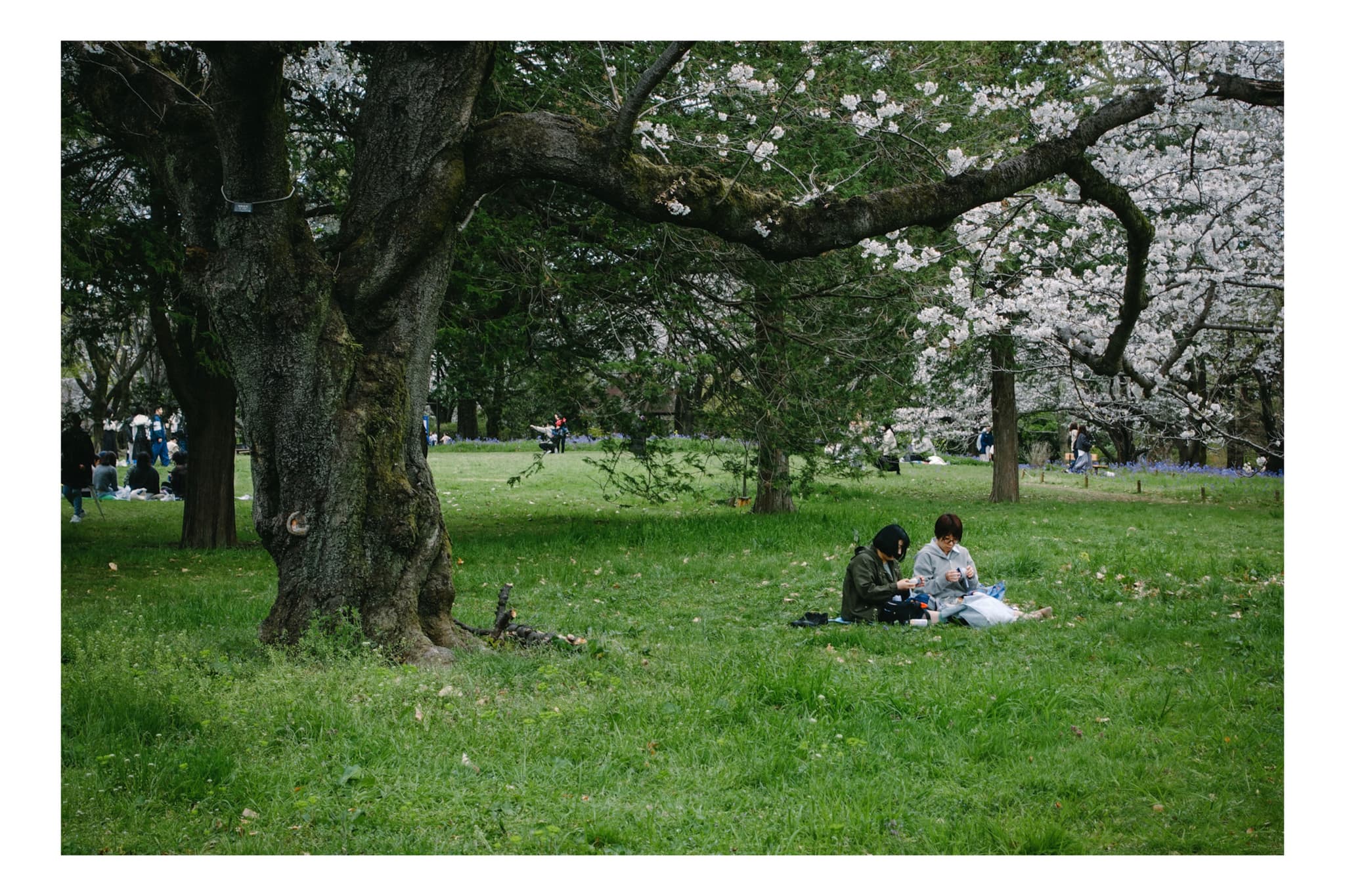 昭和記念公園