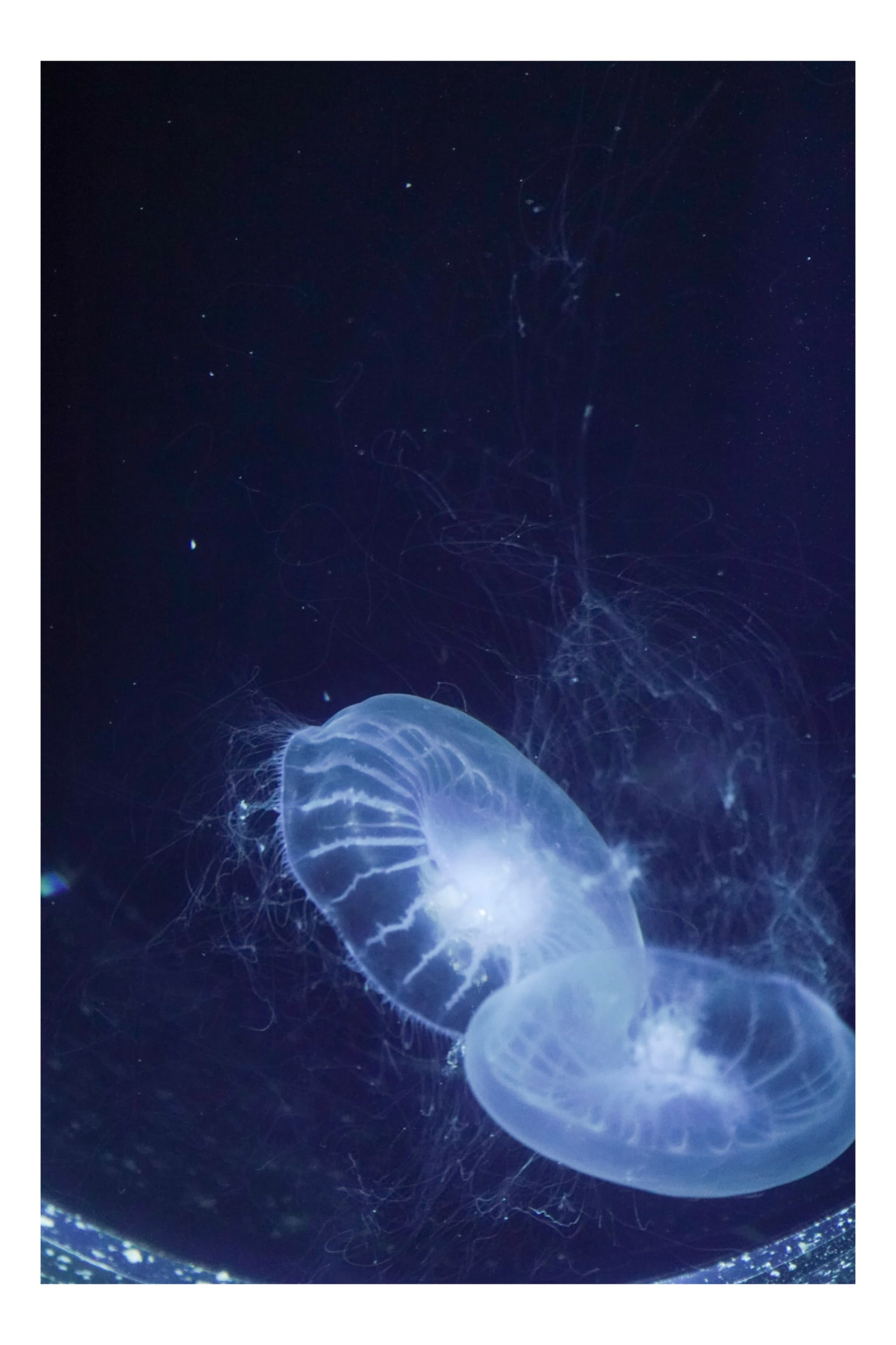 隅田水族館